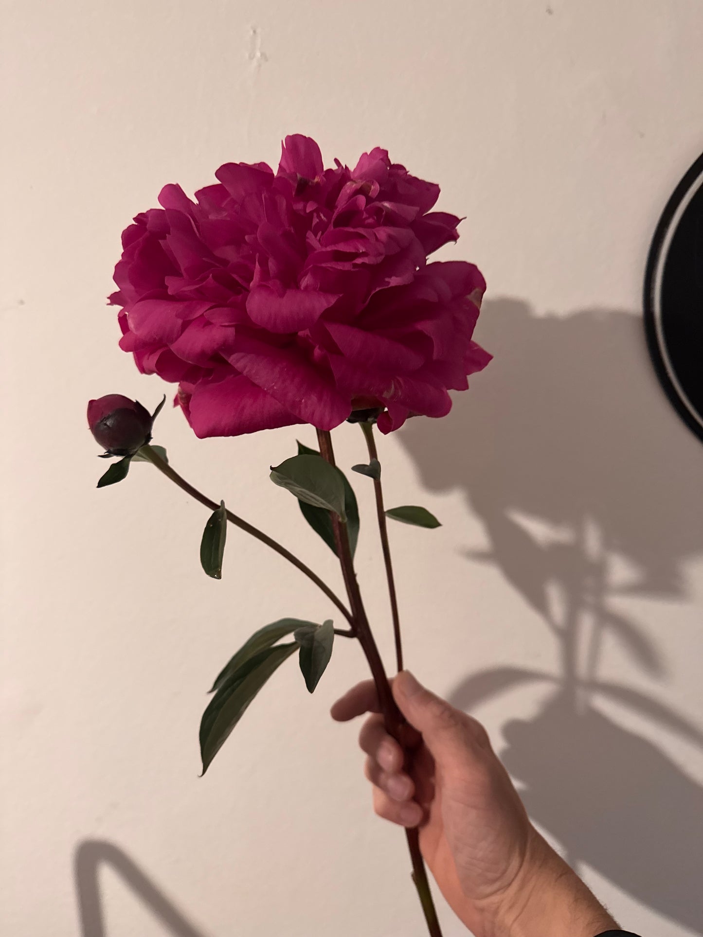 Single peony