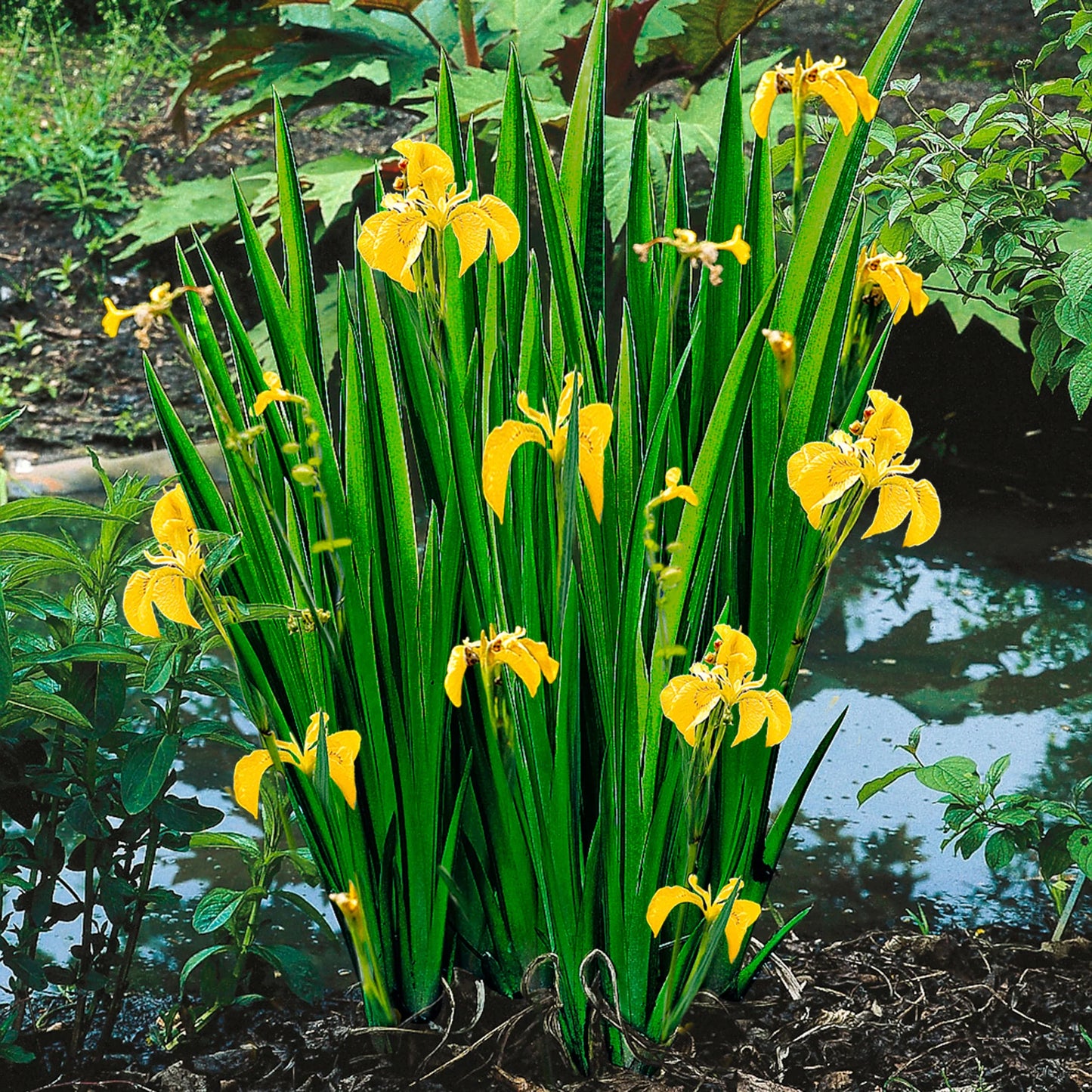 Yellow flag iris