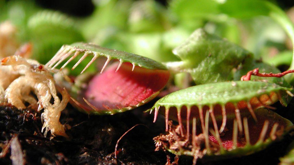 Venus fly trap