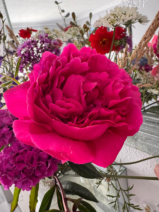 Single peony