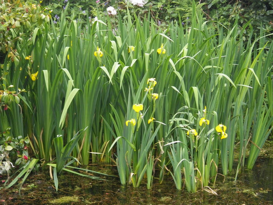 Yellow flag iris