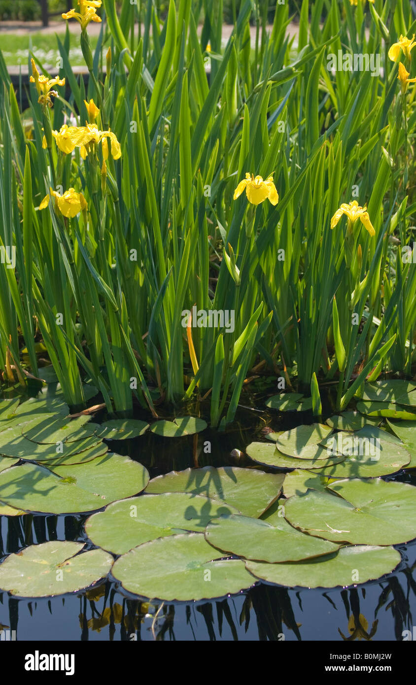 Yellow flag iris