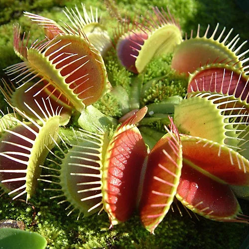Venus fly trap