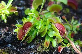Venus fly trap